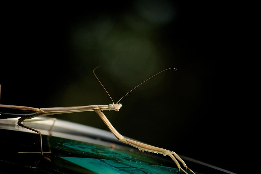mantis, insect, bug, green, wild, nature, macro, animal, grass HD wallpaper