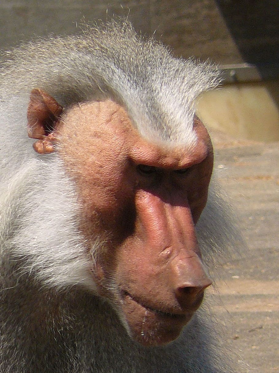 monkey, baboon, animal, zoo, baboon face, mammal, animal themes HD wallpaper