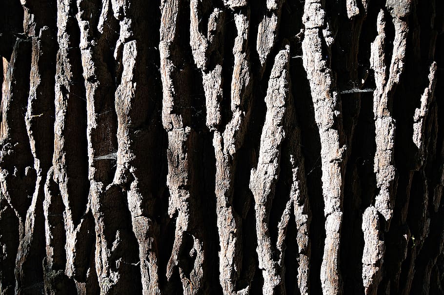 tree, bark, nature, wood, log, tribe, forest, plant, old, pattern HD wallpaper