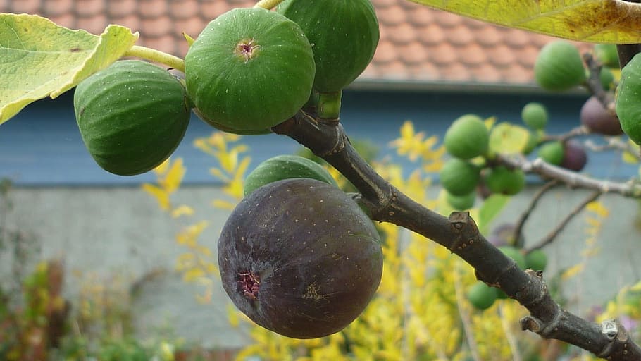 fig, fruit, blue brown, tree, hardy, house wall protection HD wallpaper