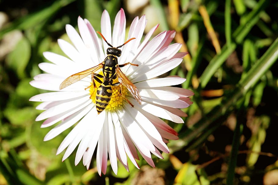blossom, bloom, daisy, insect, wasp, flower, white, lawn flower HD wallpaper