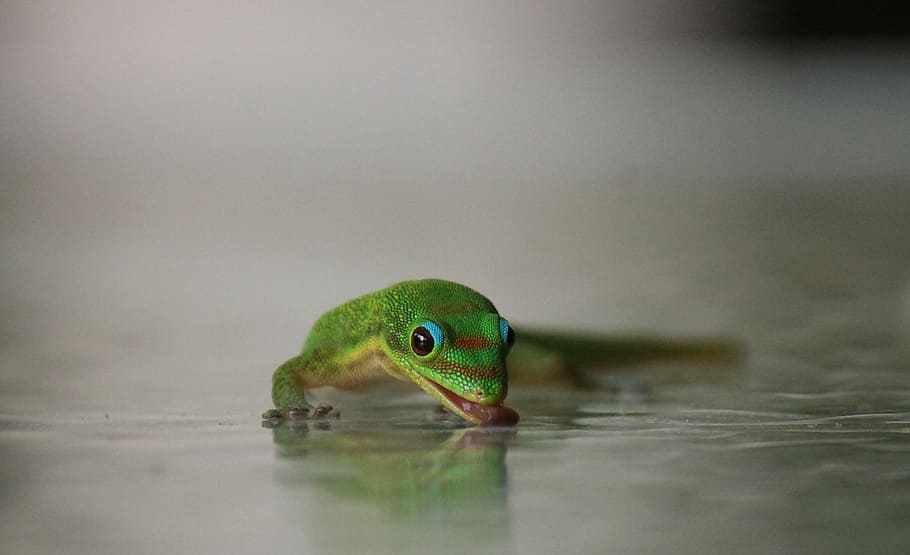 drinking, thirst, gecko, water, nature, liquid, refreshment HD wallpaper
