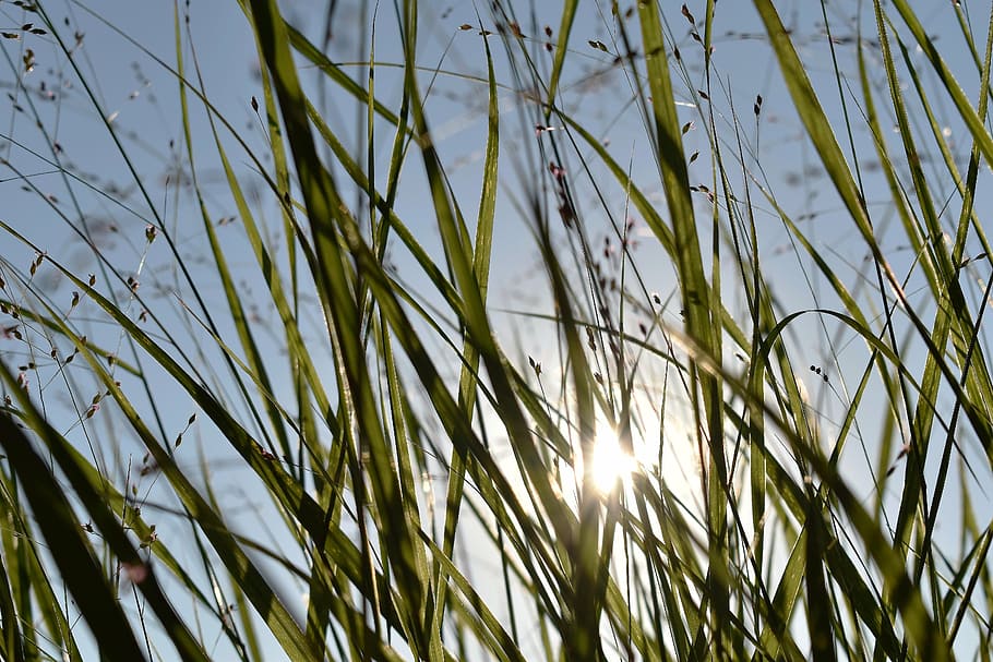 grass, sky, nature, back light, plant, green, grasses, field HD wallpaper