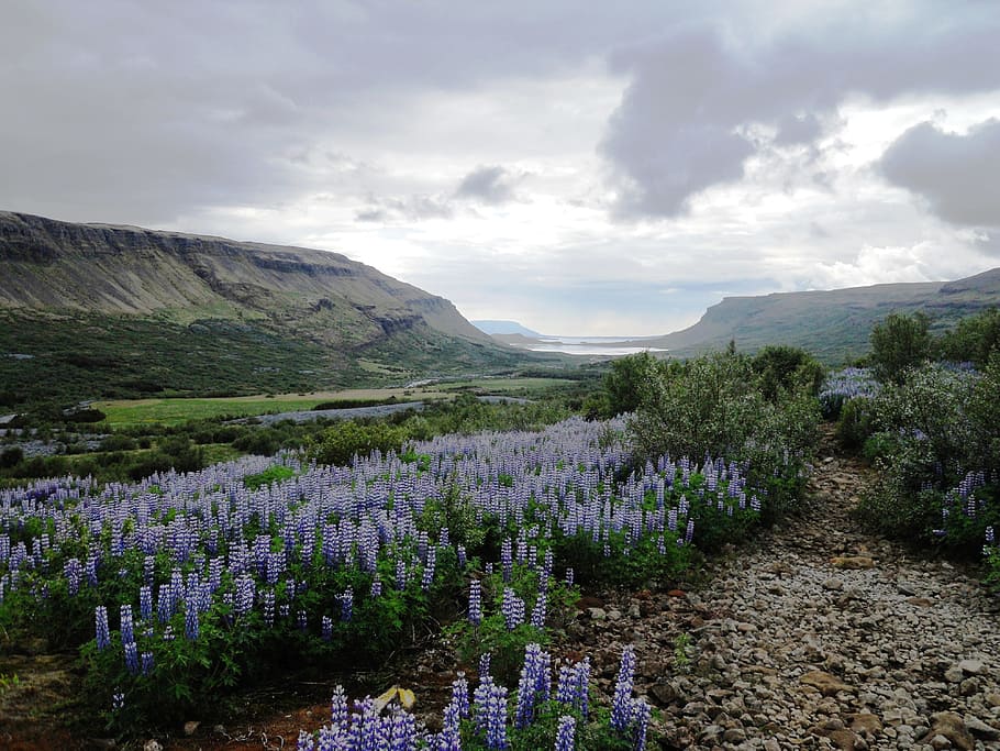 flowers, mountains, nature, beauty in nature, plant, cloud - sky HD wallpaper