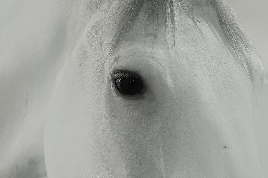 white horse, eye, animal, nature, portrait, mammal, mane, animal Head HD wallpaper