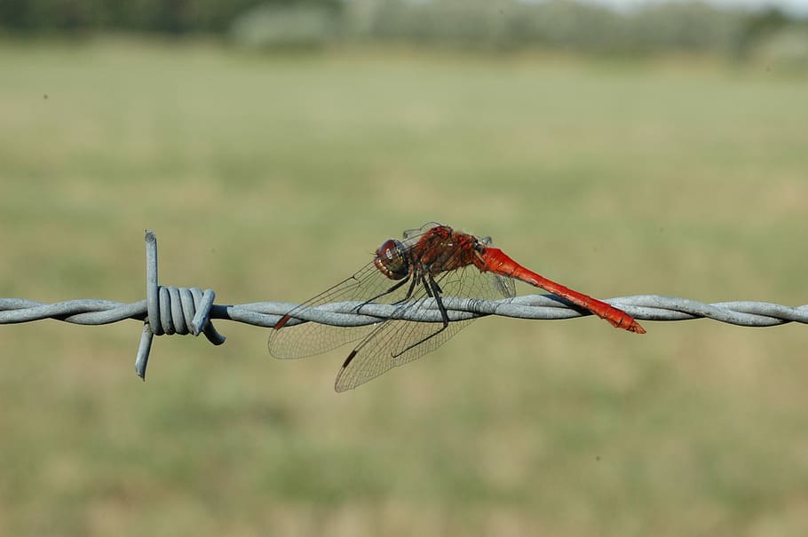 Ruddy Darter, Dragonfly, Macro, Insect, nature, demoiselle HD wallpaper