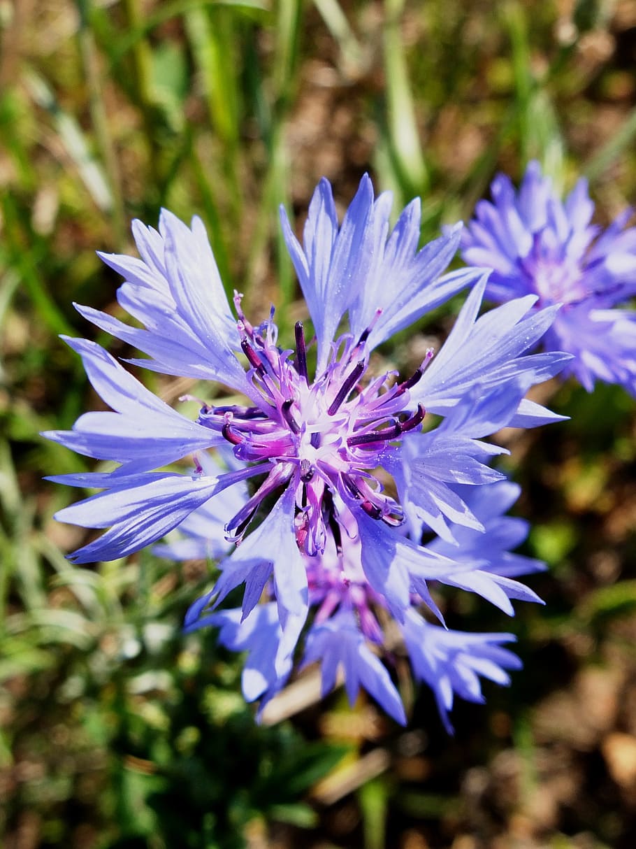 cornflower, blue, blossom, bloom, summer, centaurea cyanus HD wallpaper