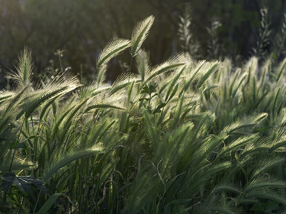 spikes, wild, nature, vegetable, plant, wild flower, plant wildlife HD wallpaper