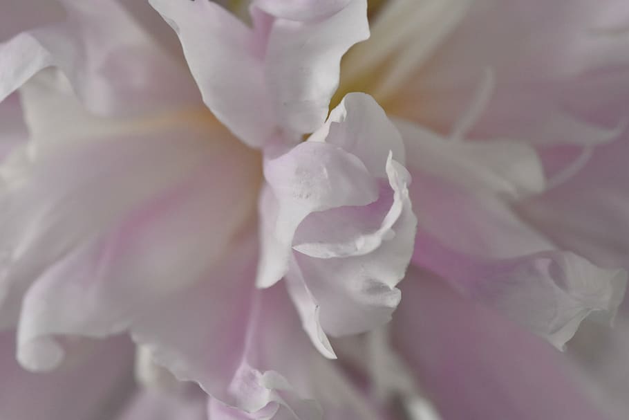 pink, peony, close, tender, flower, flowering plant, beauty in nature HD wallpaper