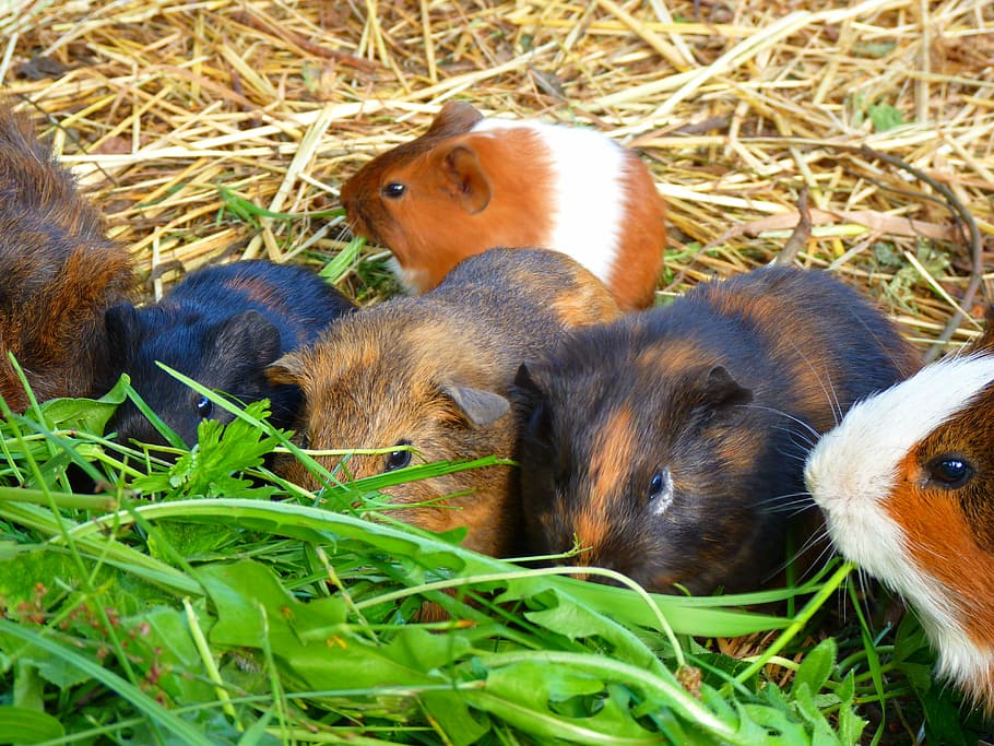 Guinea Pig House, Cavia Porcellus, caviidae, rodents, animal, HD wallpaper