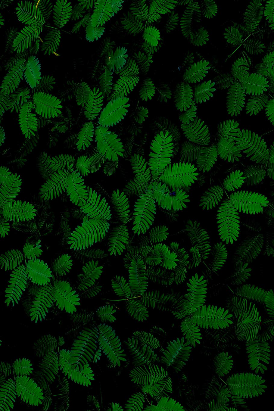 Green Plant Aesthetic Wallpapers on WallpaperDog