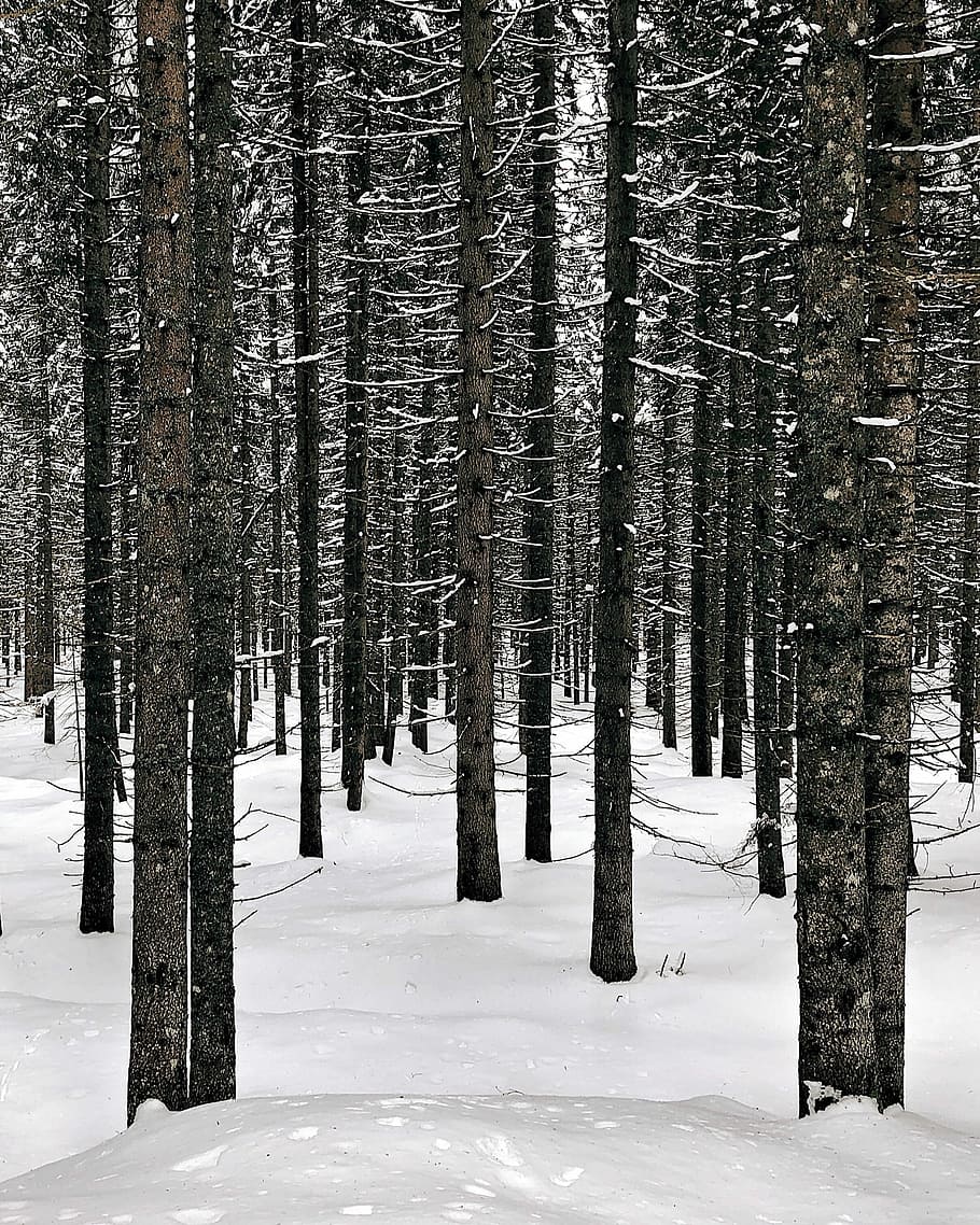 photo of leafless trees, tall tress during winter, snow, forest HD wallpaper