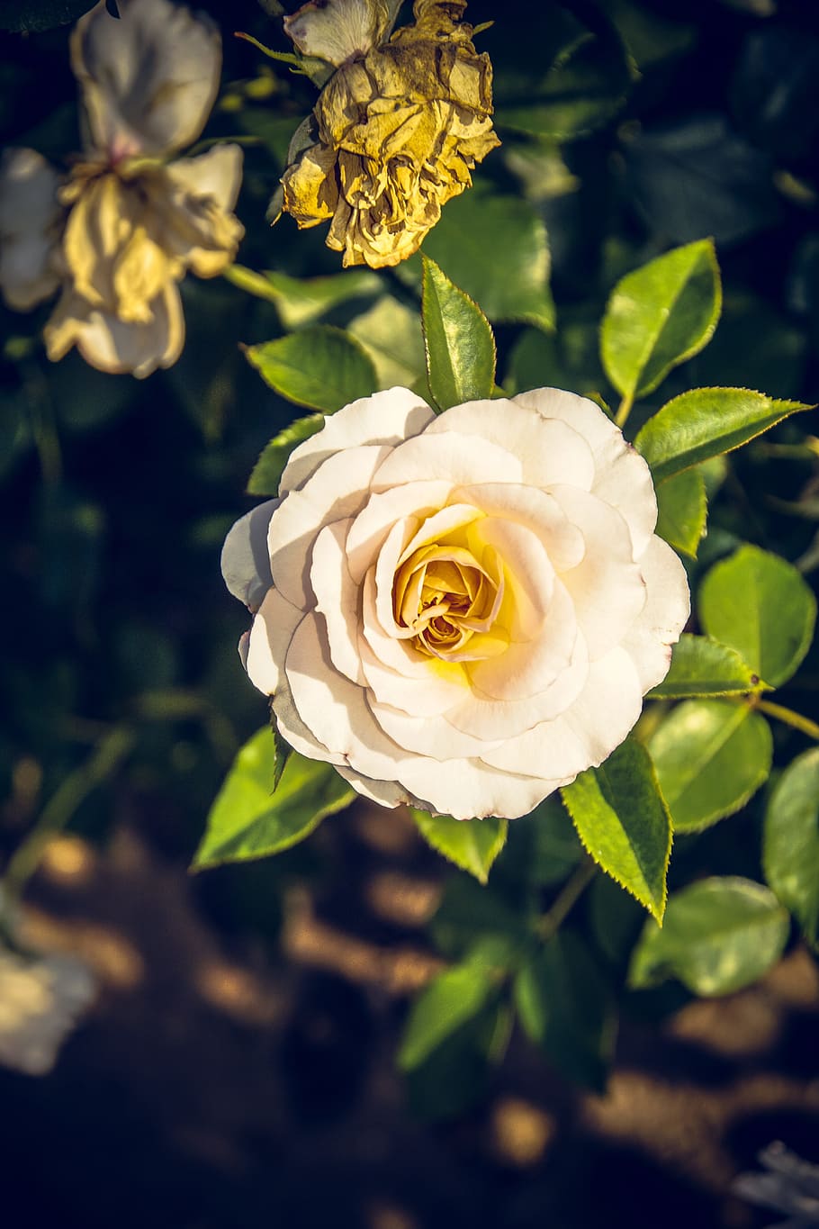 rose, blossom, bloom, close, rosaceae, velvet, flower stalk HD wallpaper