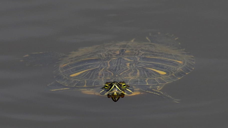 Water Turtle, Nature, swim, one animal, animal themes, animals in the wild HD wallpaper