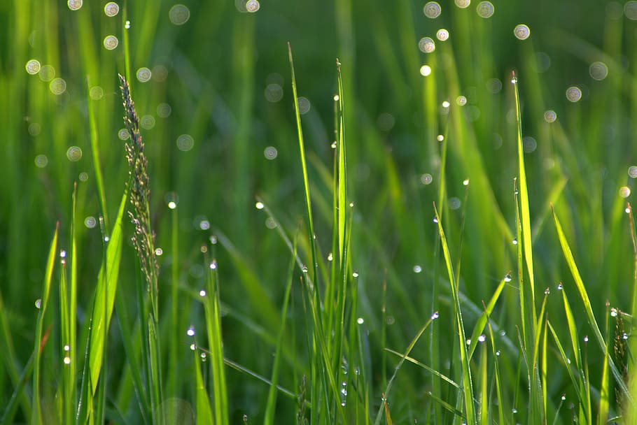 HD wallpaper: grass, rosa, drops of water, morning, meadow, wet, a drop ...