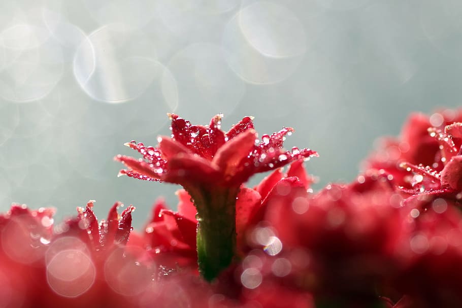 rubella, flower, red, macro, tiny, rosette, drops, water, rosa HD wallpaper