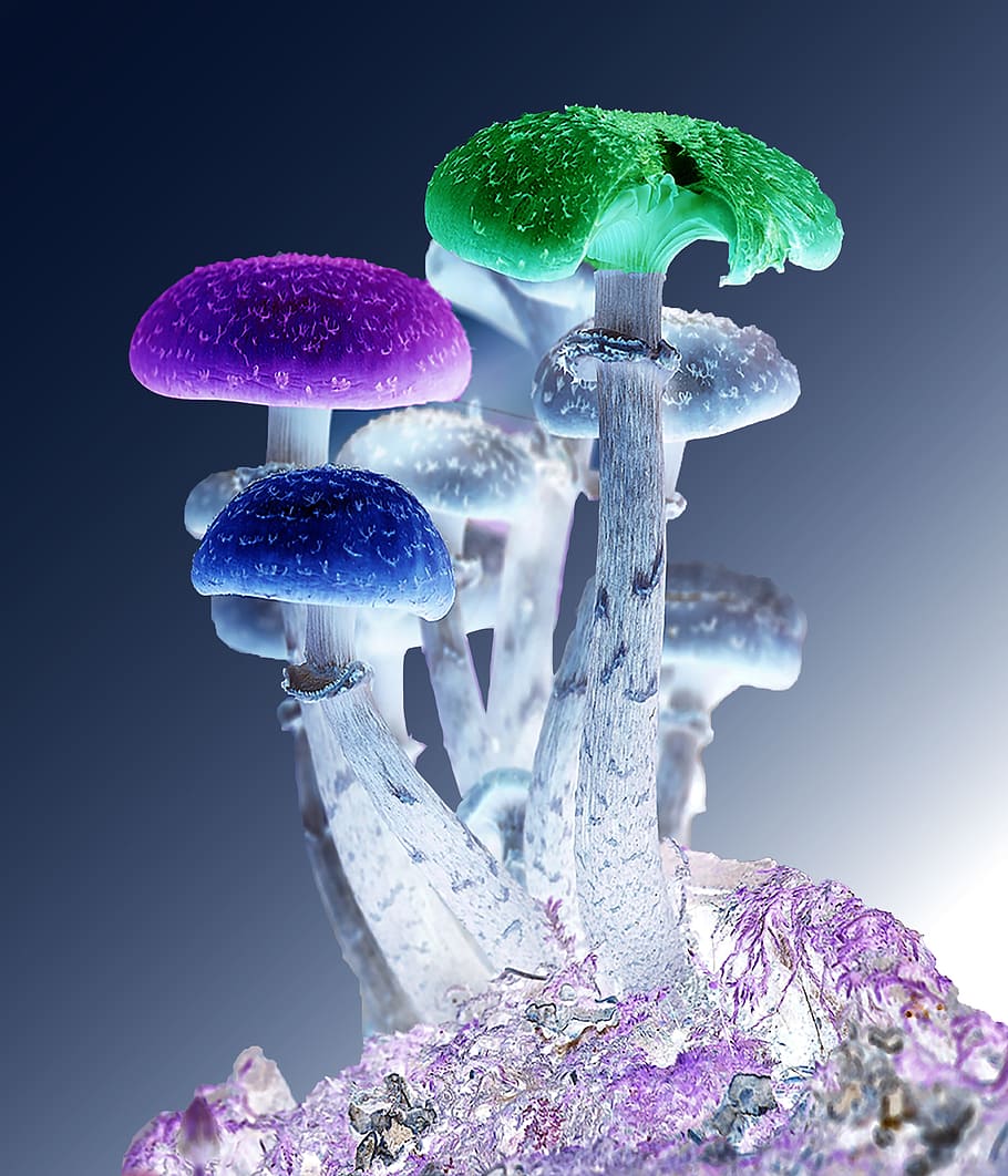 Mushrooms Fungus Mycology - Free photo on Pixabay - Pixabay
