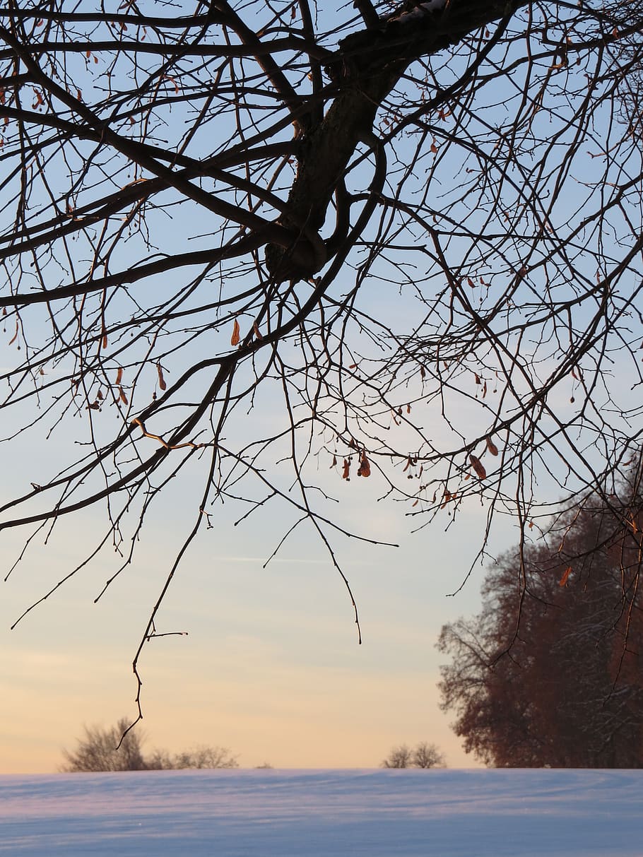 branch, tree, branches, wintry, winter mood, sky, snow, plant HD wallpaper