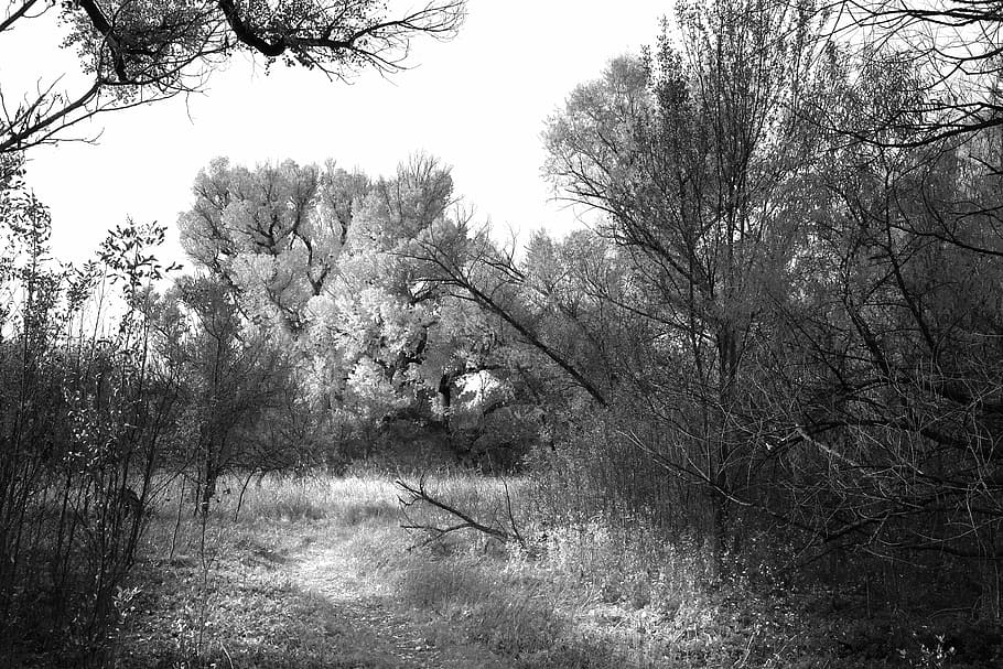 black-and-white, grass, nature, path, plants, trees, tranquility HD wallpaper