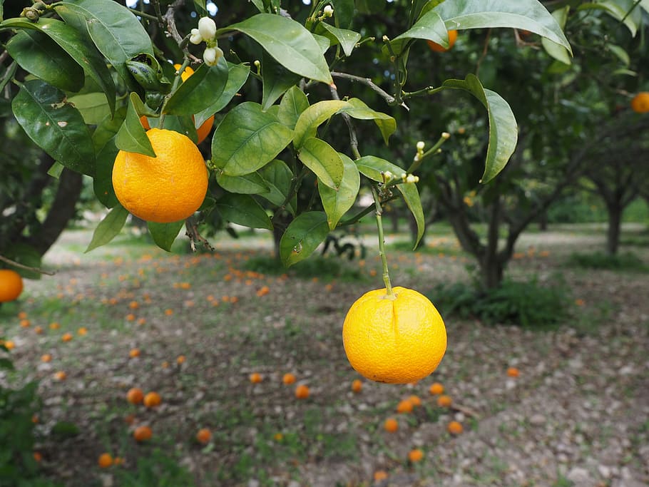 Orange, Fruit, Orange Tree, Citrus, citrus fruit, periwinkle HD wallpaper
