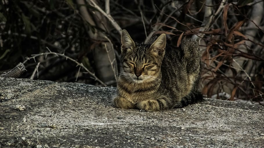 cat, resting, sleeping, comfortable, relax, calm, animal, stray HD wallpaper