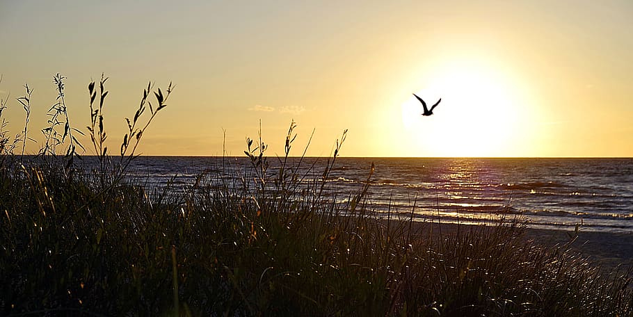 beach, can, sunset, bird, seagull, the coast, maybe the baltic states, HD wallpaper