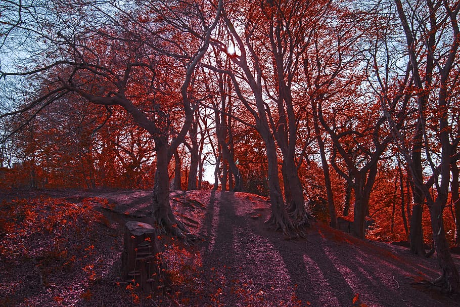 forest, tree, network, plant, autumn, change, land, tranquility HD wallpaper