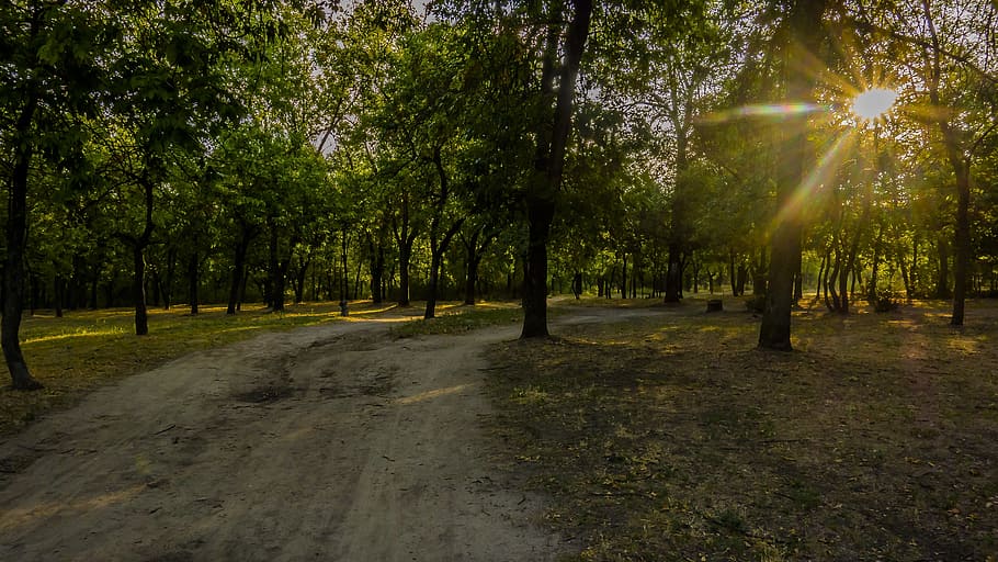 road, forest, sun, rays, tree, plant, growth, land, beauty in nature HD wallpaper