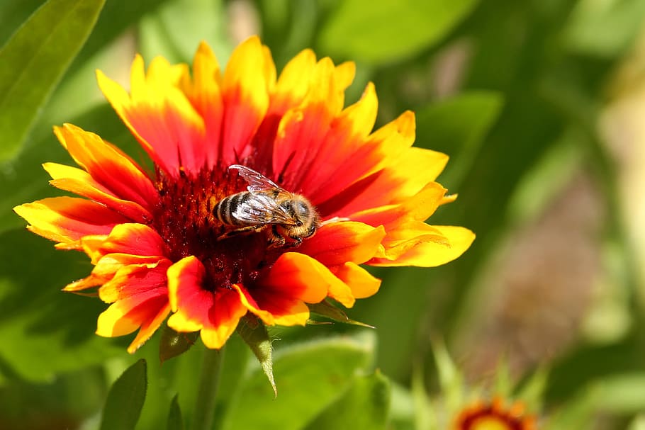 blossom, bloom, composites, insect, bee, flower, flowering plant HD wallpaper