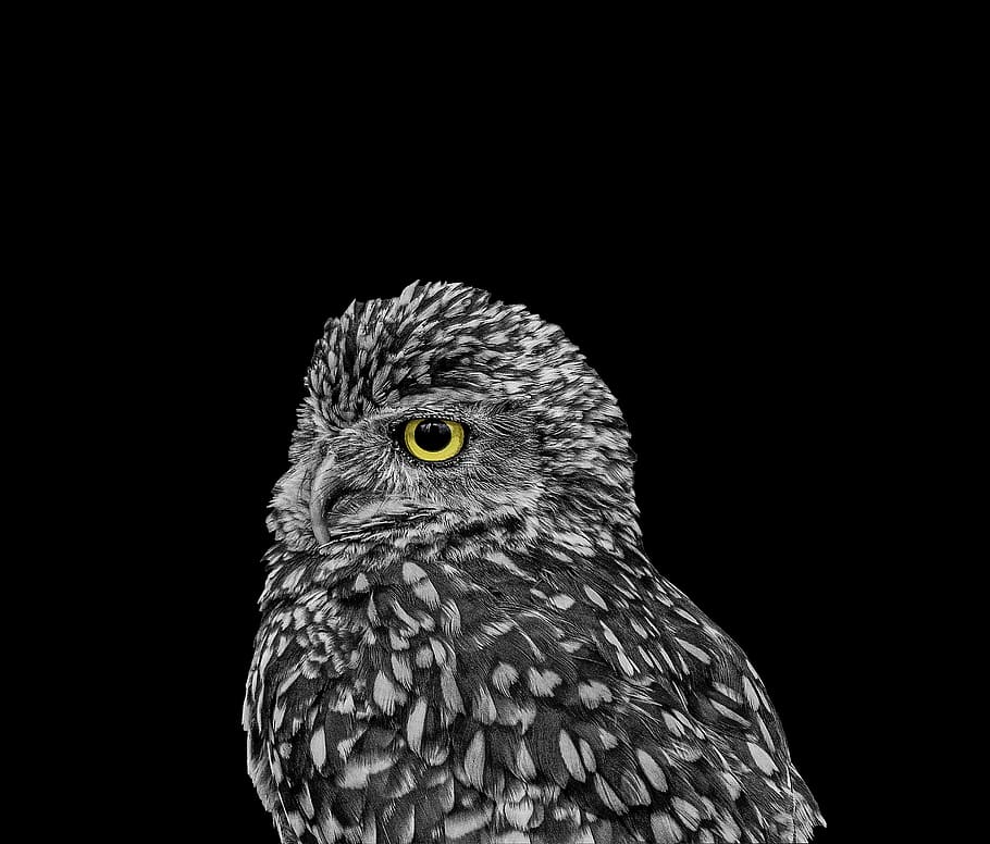 focus photo of black and gray owl, animals, wild, bird, nature HD wallpaper