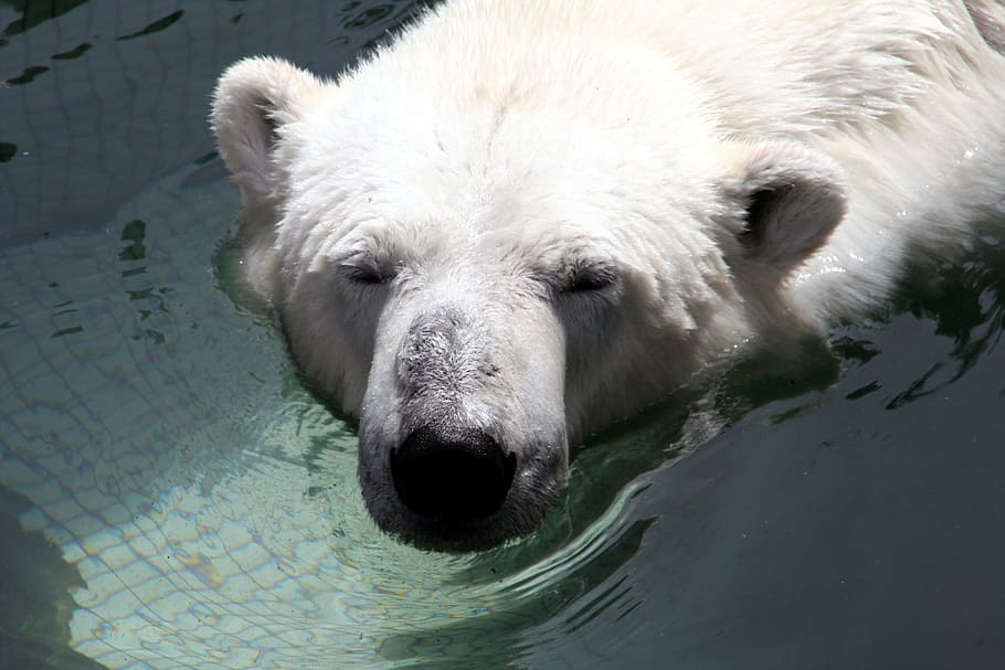 Bear, White, Zoo, Animals, Nature, wild animal, polar, polar Bear HD wallpaper