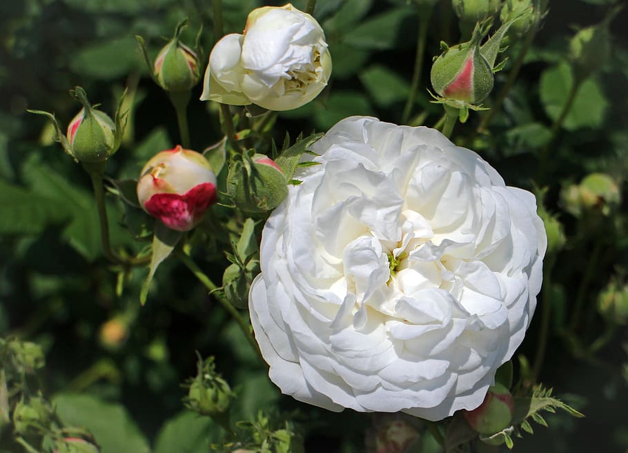 rose, white, blossom, bloom, rose greenhouse, bush, wild rose, HD wallpaper