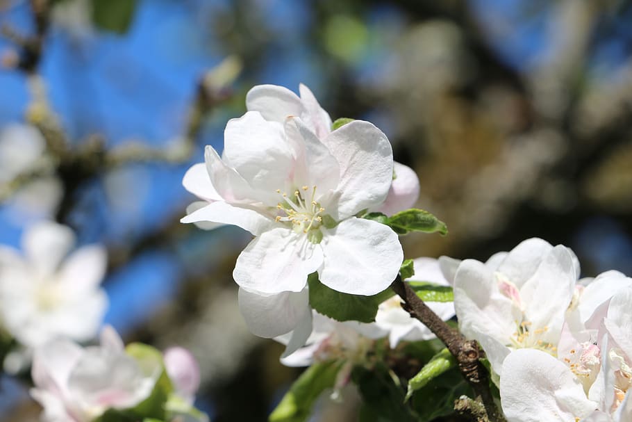 apple blossom, spring, apple tree, bloom, nature, white, branch HD wallpaper