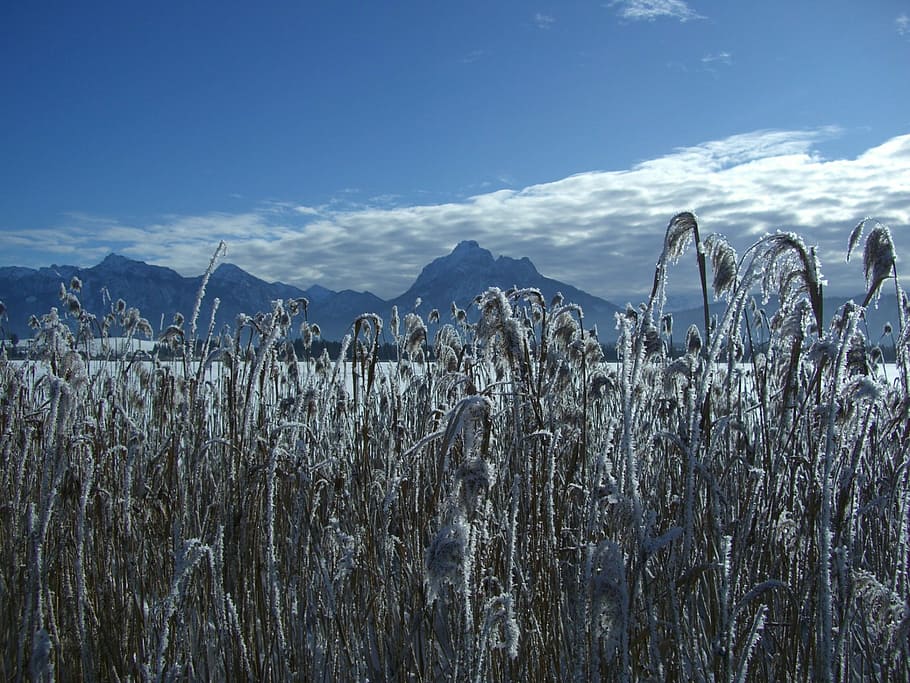 winter, snow, mountain, panorama, alpine, lake, reed, ripe HD wallpaper