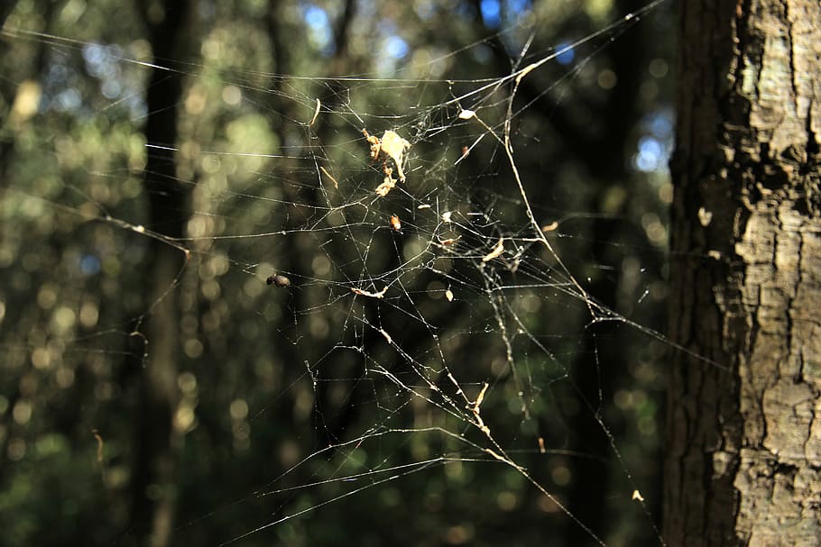 cobweb, autumn, forest, spider, spider web, fragility, focus on foreground HD wallpaper