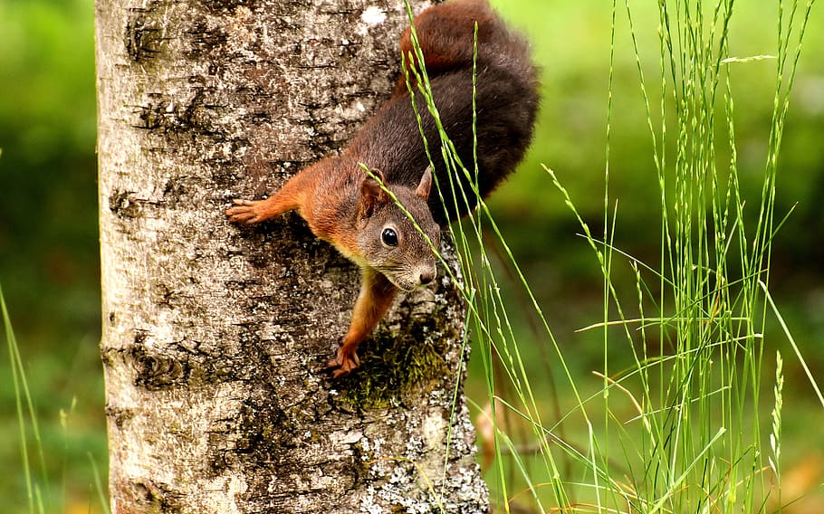 tilt shift lens photography of squirrel on tree, nager, cute
