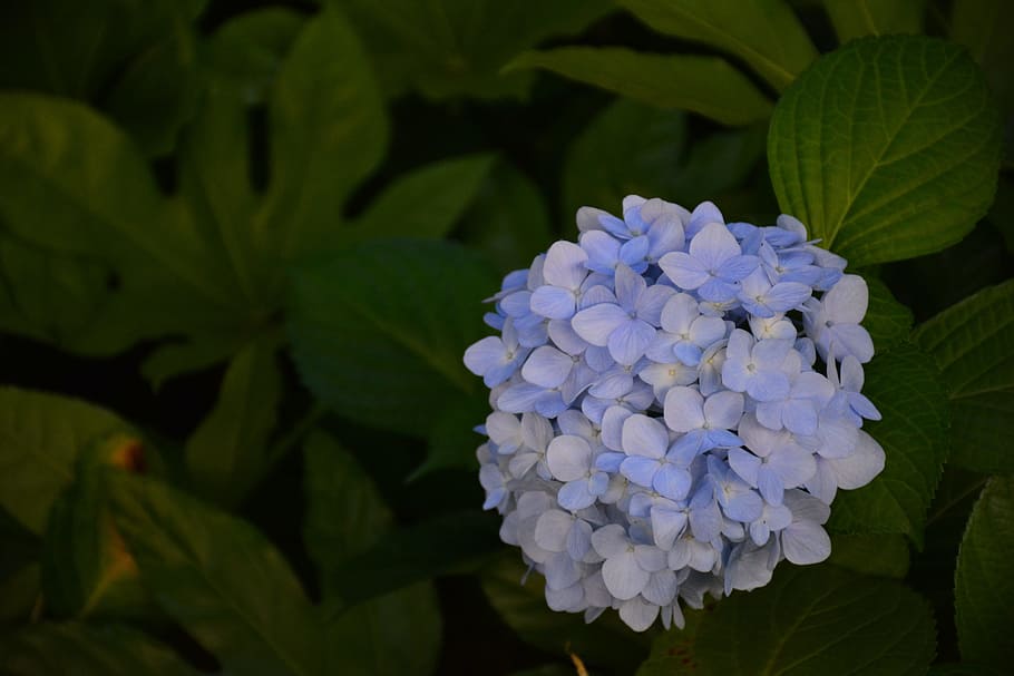 Flower, Hydrangea, Scenery, the scenery, nature, plant, leaf HD wallpaper