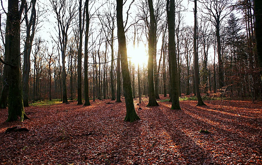 forest, autumn, trees, leaves, light, red leaf, plant, land HD wallpaper
