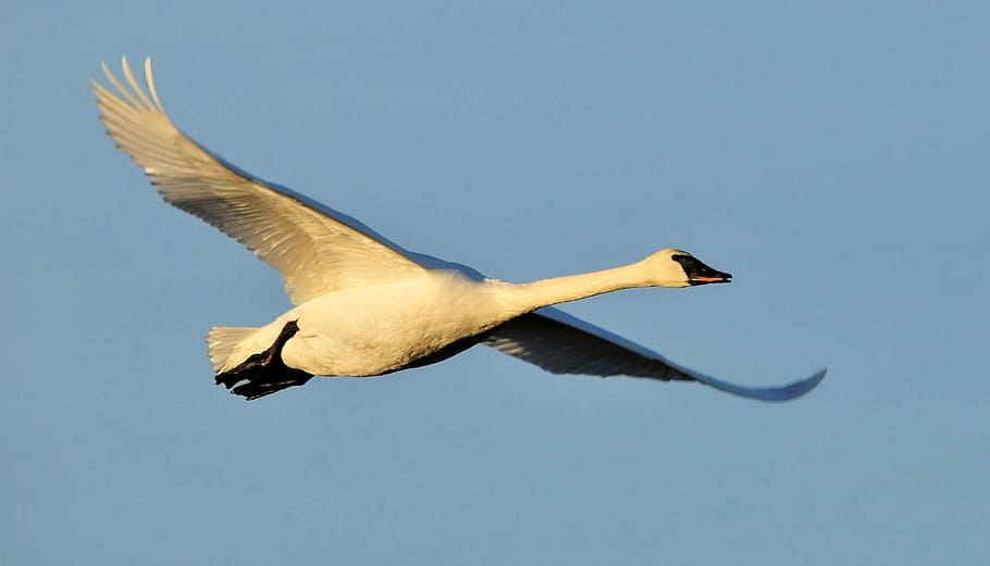 HD wallpaper: white goose, trumpeter swan, flying, bird, waterfowl ...