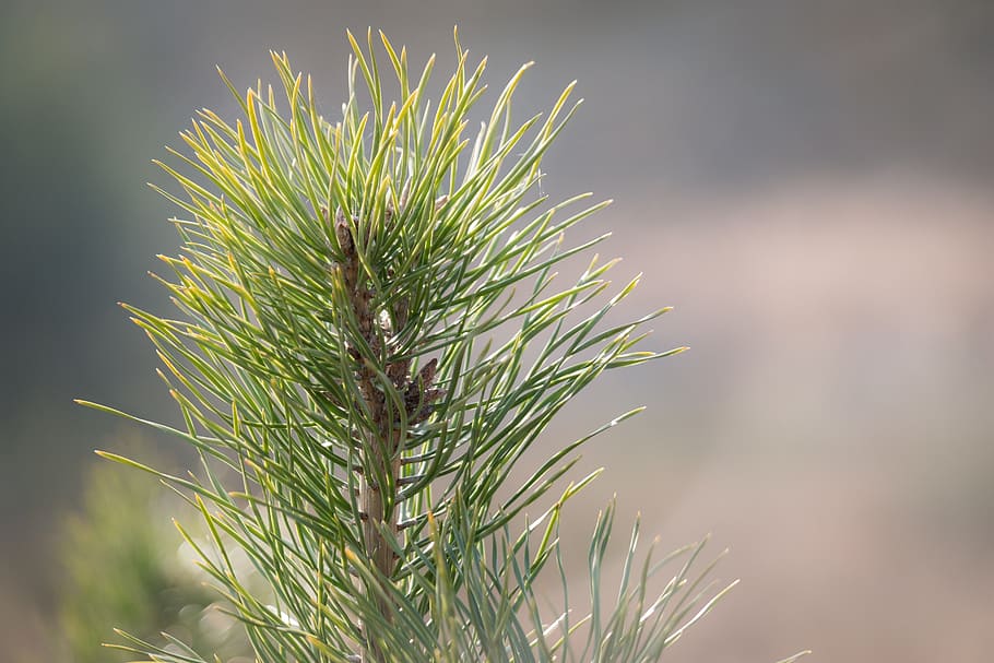 pine needles, conifer, pine cones, tap, tree, pine branch, plant HD wallpaper