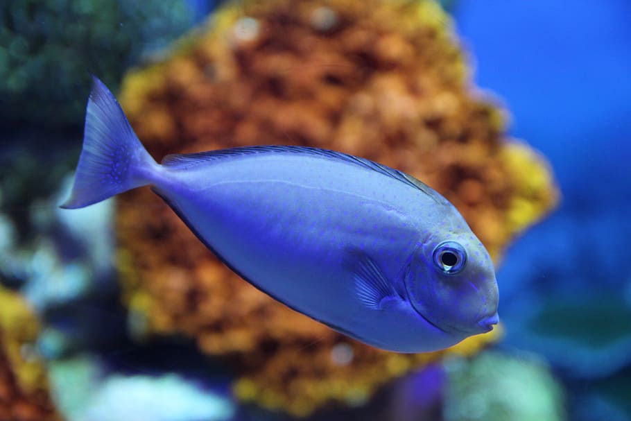 Public Domain. blue tang fish, sea creatures, marine life, fishes, aquarium...
