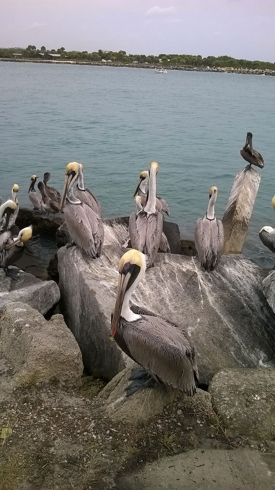 pelicans, bird, ocean, water, animal wildlife, animals in the wild HD wallpaper