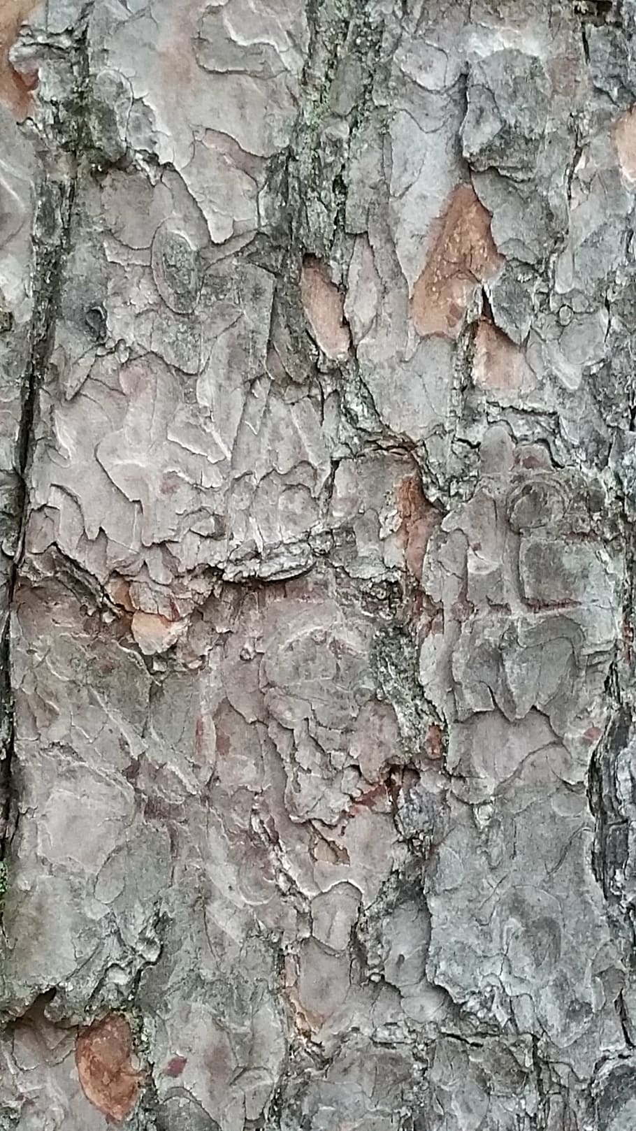 tree, bark, nature, trunk, texture, pattern, brown, wooden HD wallpaper