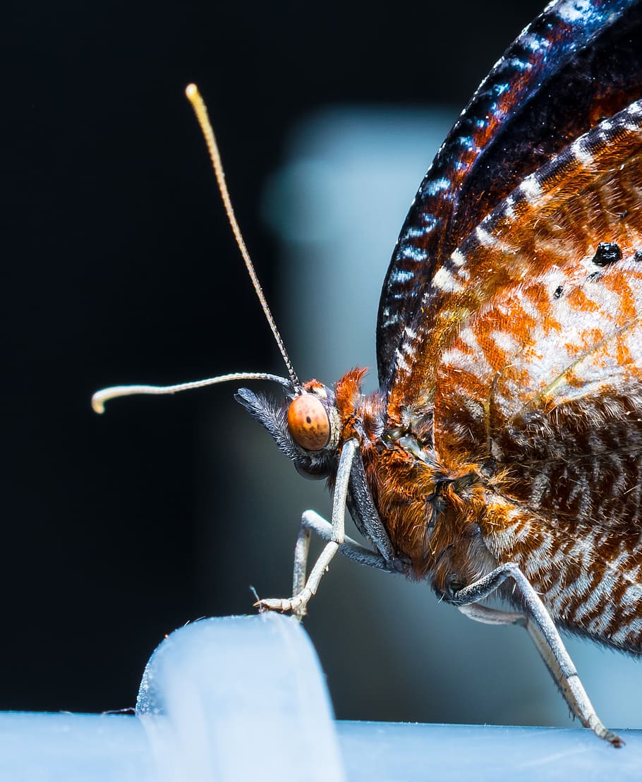 butterfly, just hatched, insect, close, animal themes, animals in the wild HD wallpaper
