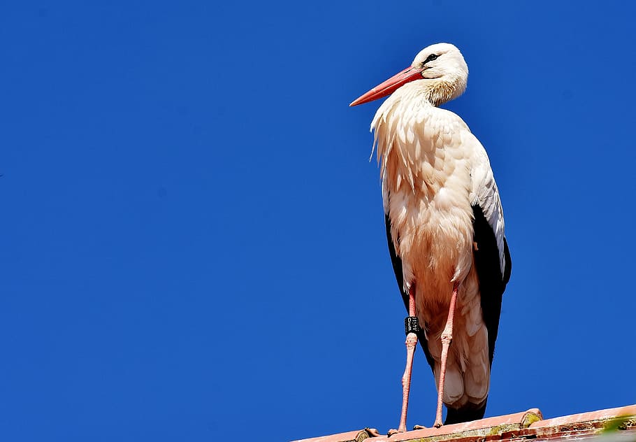 wildlife photography of white long-beak bird, stork, fly, plumage HD wallpaper
