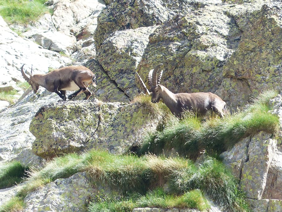 ibex goat on rock, capricorn, alpine ibex, capra ibex, wicked capricorn, HD wallpaper