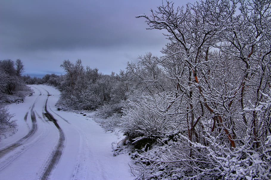 frost, snowflake, icy tree, winter, cold, white, frosty snow HD wallpaper