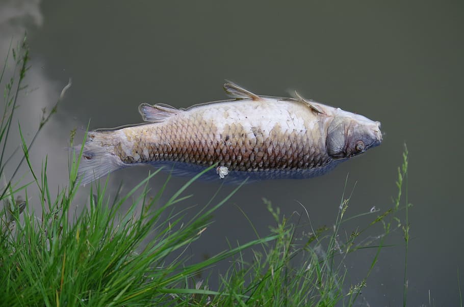 dead, fish, carcass, polluted, pond, swim, animal, animal themes HD wallpaper