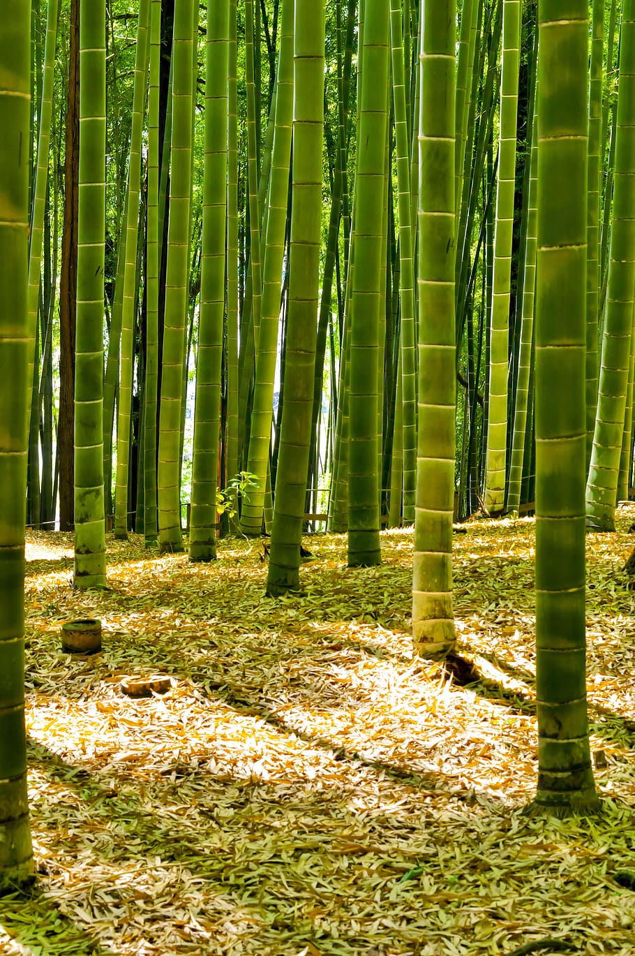 green bamboo trees, Japan, Forest, bamboo forest, natural, landscape, HD wallpaper