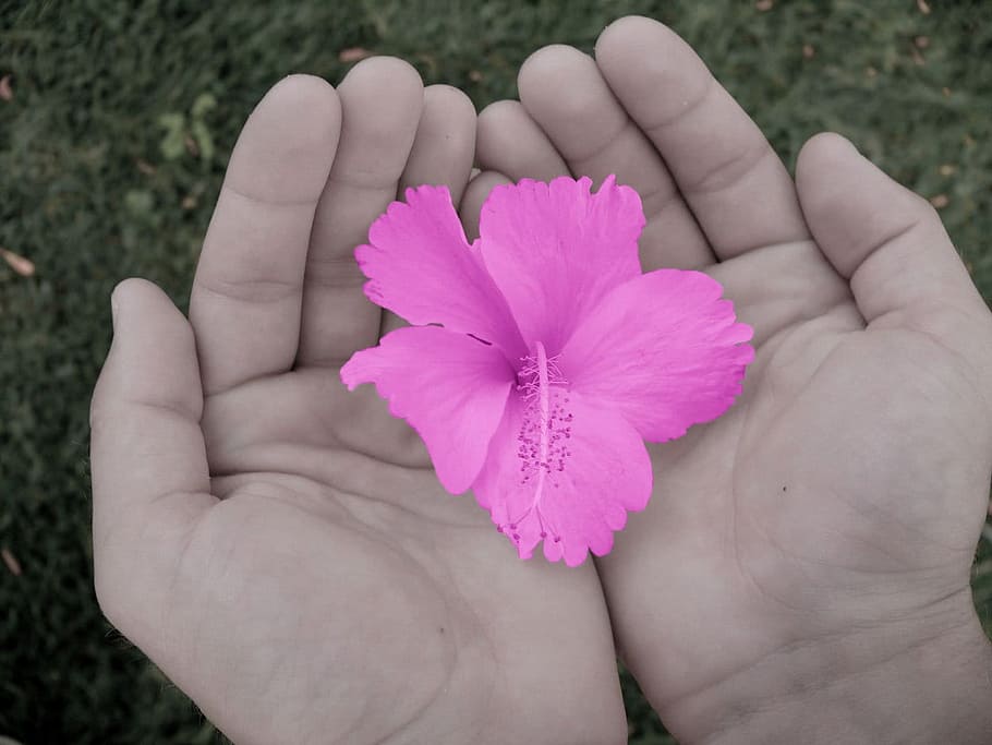 person holding pink petal flowers, hands, flora, nature, macro HD wallpaper